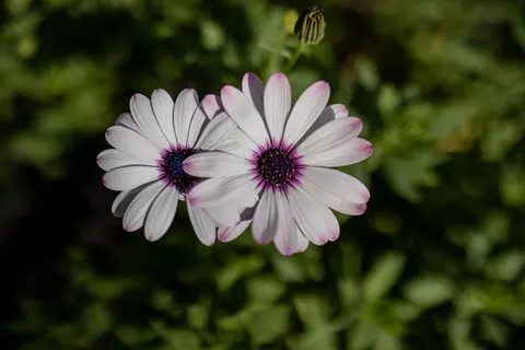 Sfondo Campo di margherite 4K · flowers · 3840×2560