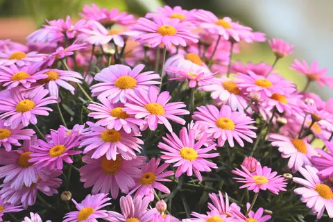 Daisy Field 4K Wallpaper · flowers · 3840×2560