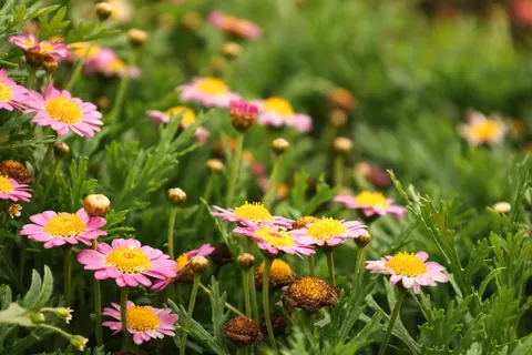 Daisy Field 4K Wallpaper · flowers · 3840×2560