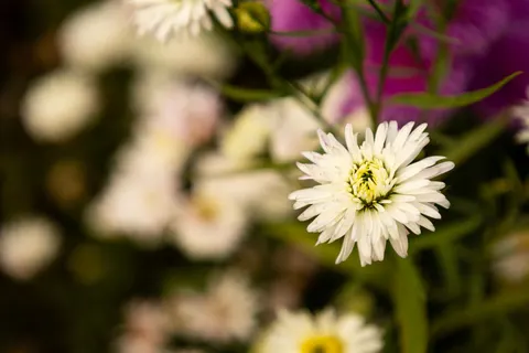 Daisy Field 4K Wallpaper · flowers · 3840×2560