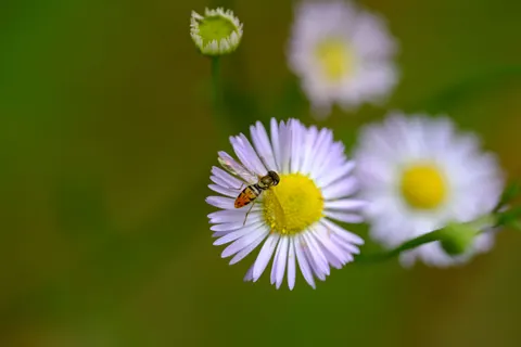 Daisy Field 4K Wallpaper · flowers · 3840×2560