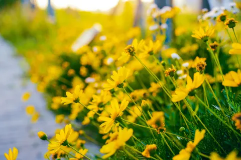 Fond d'écran Champ de marguerites 4K · flowers · 3840×2560