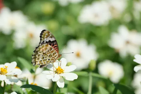 Daisy Field 4K Wallpaper · flowers · 3840×2560