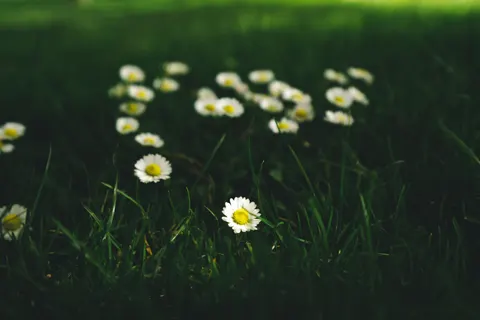 Daisy Field 4K Wallpaper · flowers · 3840×2560