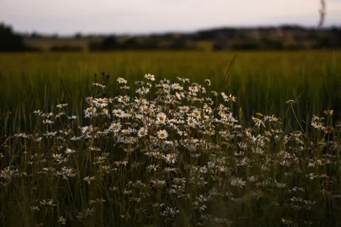 Wallpaper Ladang Bunga Aster 4K · flowers · 3840×2560