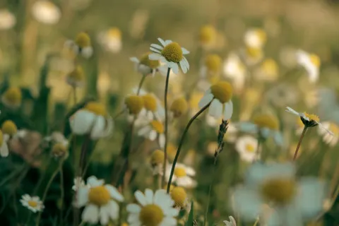 Sfondo Campo di margherite 4K · flowers · 3840×2560