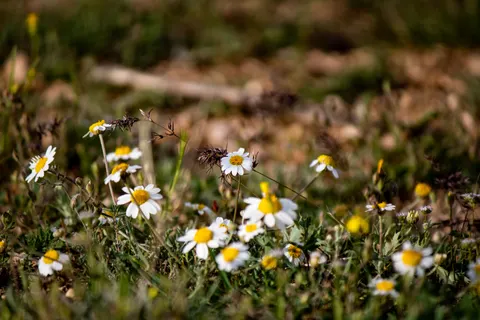 Wallpaper Ladang Bunga Aster 4K · flowers · 3840×2560