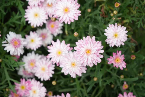 Daisy Field 4K Wallpaper · flowers · 3840×2560