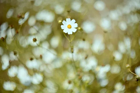 Wallpaper Ladang Bunga Aster 4K · flowers · 3840×2560