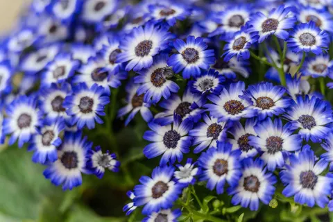 Daisy Field 4K Wallpaper · flowers · 3840×2560