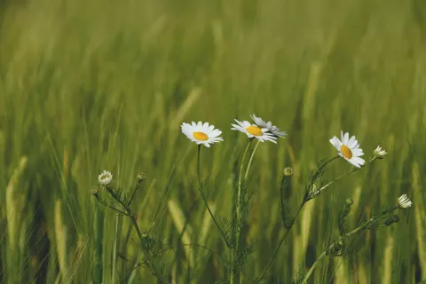 Daisy Field 4K Wallpaper · flowers · 3840×2560