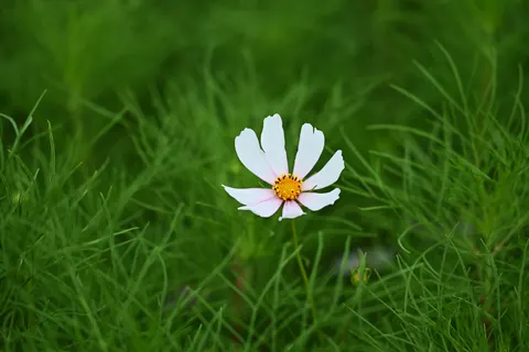 데이지 밭 4K 배경화면 · flowers · 3840×2560