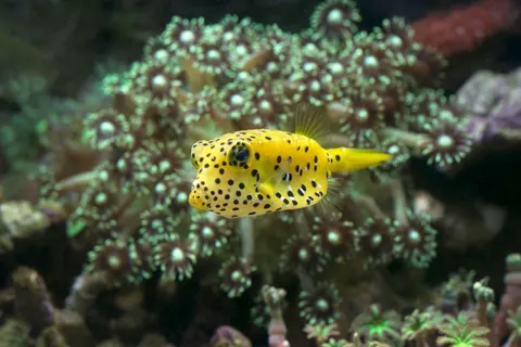 Sfondo Pesci di Barriera 4K · ocean · 3840×2560