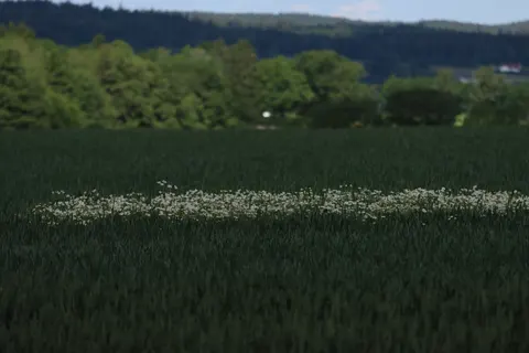 Fondo de pantalla Campo de margaritas 4K · flowers · 3840×2560