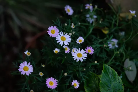 Daisy Field 4K Wallpaper · flowers · 3840×2560