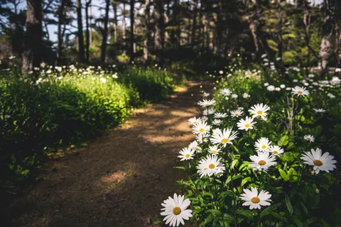 Daisy Field 4K Wallpaper · flowers · 3840×2560