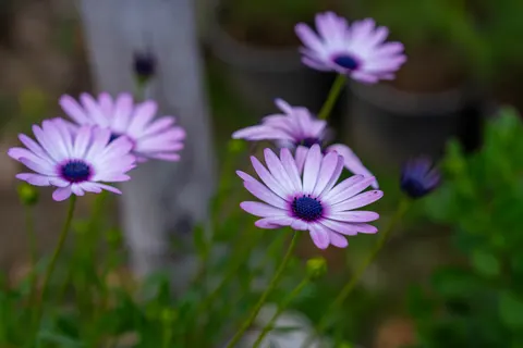 Daisy Field 4K Wallpaper · flowers · 3840×2560