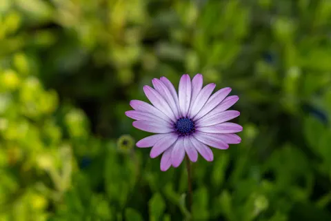 Daisy Field 4K Wallpaper · flowers · 3840×2560