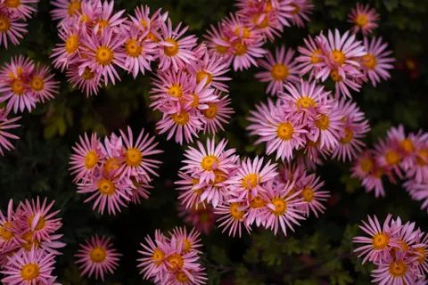 Daisy Field 4K Wallpaper · flowers · 3840×2560