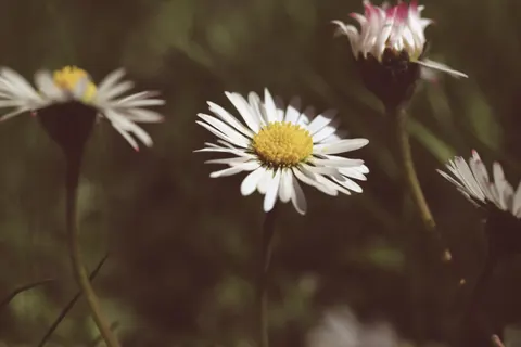 Madeliefjesveld 4K-achtergrond · flowers · 3840×2560
