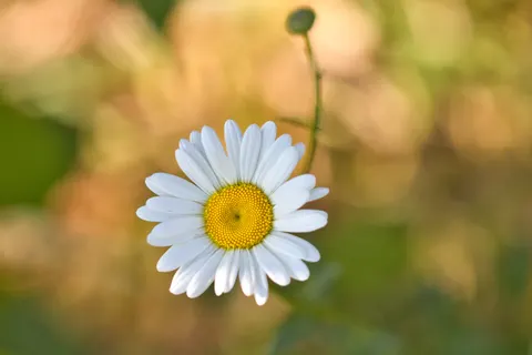 Daisy Field 4K Wallpaper · flowers · 3840×2560
