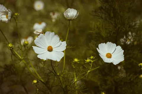Daisy Field 4K Wallpaper · flowers · 3840×2560