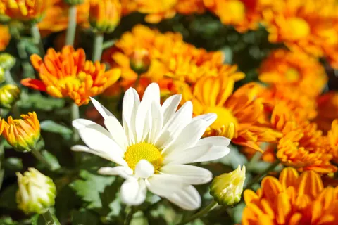 Daisy Field 4K Wallpaper · flowers · 3840×2560
