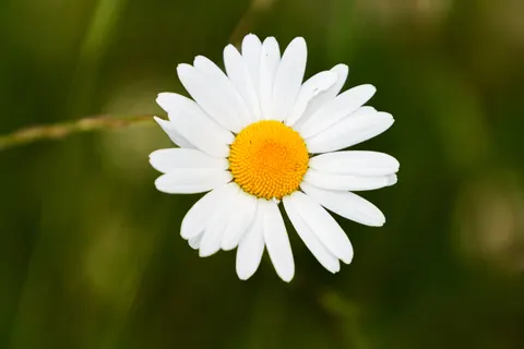 Daisy Field 4K Wallpaper · flowers · 3840×2560