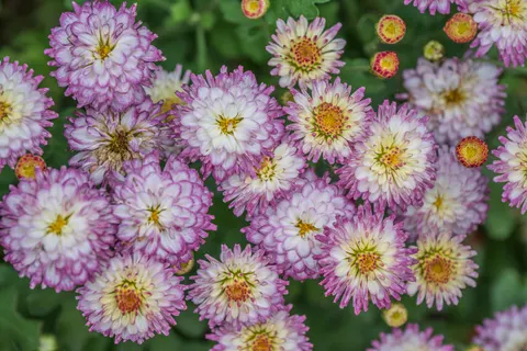 Daisy Field 4K Wallpaper · flowers · 3840×2560