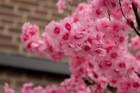 Kirschblütenbaum 4K Hintergrundbild · flowers · 3840×2560