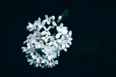 Hydrangea 4K Wallpaper · flowers · 3840×2560