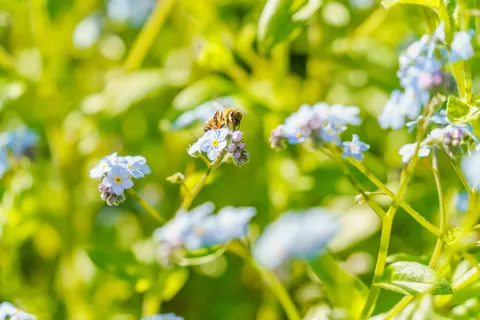 Hydrangea 4K Wallpaper · flowers · 3840×2560