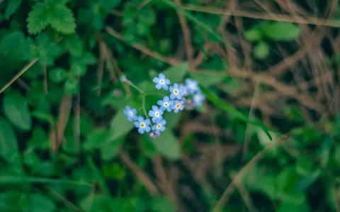 Hydrangea 4K Wallpaper · flowers · 3840×2394