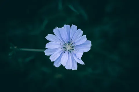 Hydrangea 4K Wallpaper · flowers · 3840×2560