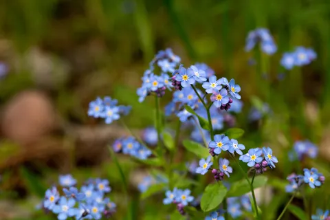 Hydrangea 4K Wallpaper · flowers · 3840×2560