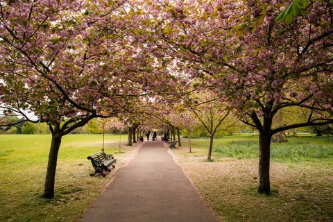 Kiraz Çiçeği Ağacı 4K Duvar Kağıdı · flowers · 3840×2560