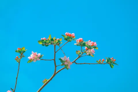 Hydrangea 4K Wallpaper · flowers · 3840×2560
