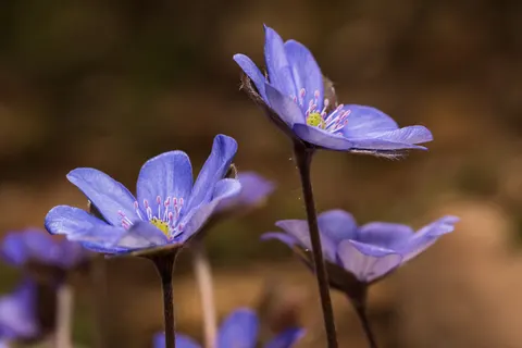 Hydrangea 4K Wallpaper · flowers · 3840×2560