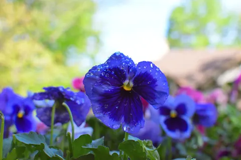 Hydrangea 4K Wallpaper · flowers · 3840×2560