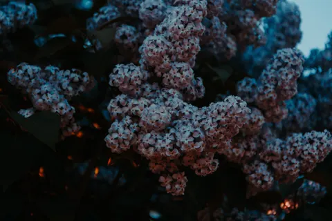 Hydrangea 4K Wallpaper · flowers · 3840×2560