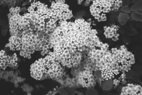 Hydrangea 4K Wallpaper · flowers · 3840×2560
