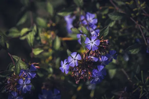 Hydrangea 4K Wallpaper · flowers · 3840×2560
