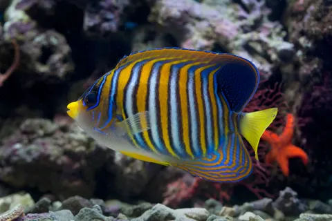 Reef Fish 4K Wallpaper · ocean · 3840×2560
