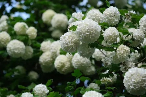 Hydrangea 4K Wallpaper · flowers · 3840×2560