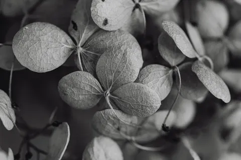 Hydrangea 4K Wallpaper · flowers · 3840×2560