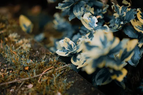 Hydrangea 4K Wallpaper · flowers · 3840×2560