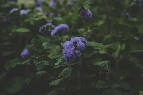 Hydrangea 4K Wallpaper · flowers · 3840×2553