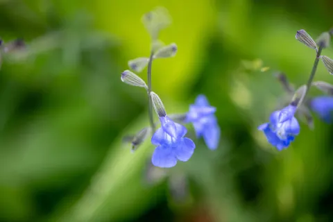 خلفية الكوبية بدقة 4K · flowers · 3840×2560