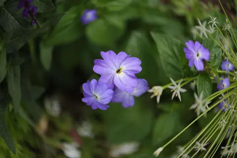 हाइड्रेंजिया 4K वॉलपेपर · flowers · 3840×2560