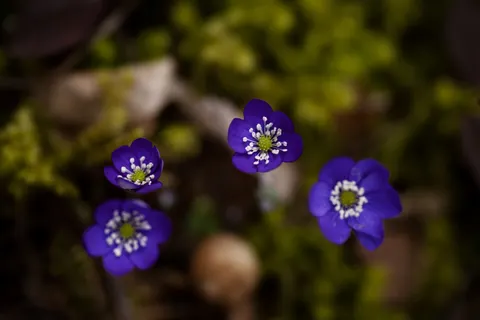 Hydrangea 4K Wallpaper · flowers · 3840×2560